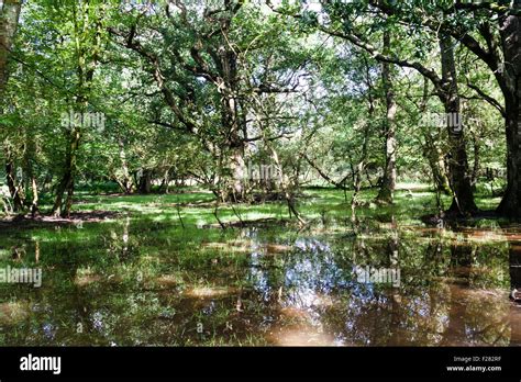 England New Forest Marshy Wood Grove Swampland Marsh Type Landscape