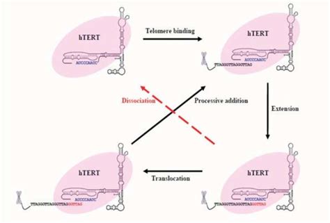 Mechanism of telomere extension by Telomerase. | Download Scientific ...