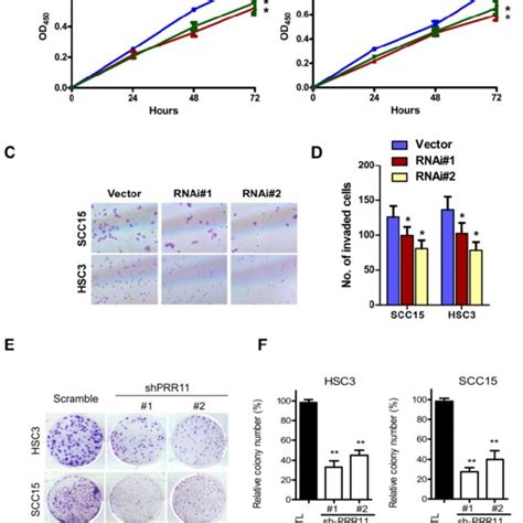 Prr11 Knockdown Inhibited Proliferation And Invasive Ability Of Tscc