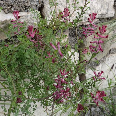 Fumeterre Officinale Randonner En Haute Provence Forcalquier