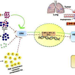 PDF The Potential Of Retinoids For Combination Therapy Of Lung Cancer