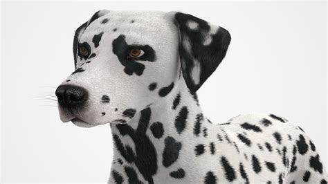 Dalmatian Dog Fur Model - TurboSquid 2234449