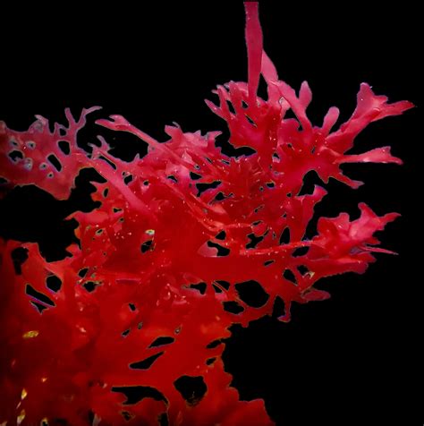 Red Gracilaria Hayi Macroalgae Alyssas Seahorse Savvy