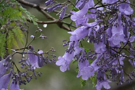 Graines de Jacaranda mimosifolia Flamboyant bleu Boutique Végétale