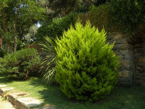 A Lemon Pine A Lemon Pine According To Our Guide Though I Flickr