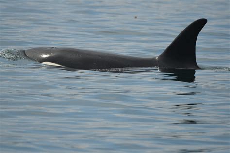 Animal activists discuss is the killer whale tilikum still alive today 24