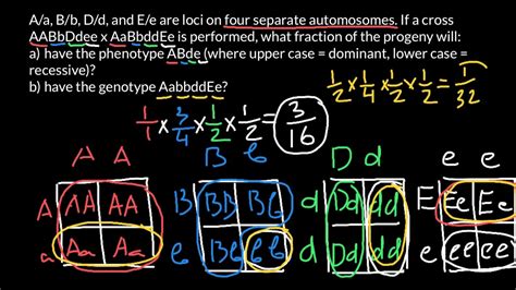 How To Find Probability Of Genotype Or Phenotype In A Progeny Youtube