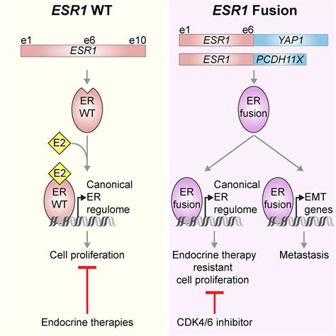 Functional Annotation Of Esr1 Gene Fusions In Estrogen Receptor Positive Breast Cancer Cell Reports