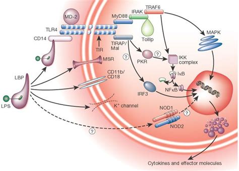 Figure 1 The Immunopathogenesis Of Sepsis Nature Sepsis Toll