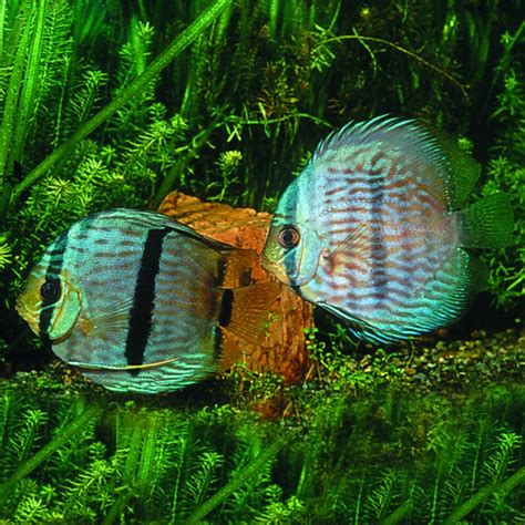 Symphysodon Discus HECKEL Bluehead Aqualog De