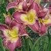 Daylily Hemerocallis Forty Days And Forty Nights