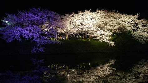 Minamis Post｜春といえば桜。その中でも、福岡の大濠公園に咲く桜と夜のライトアップ、そしてその名の通り濠の水面に映る桜は格別で