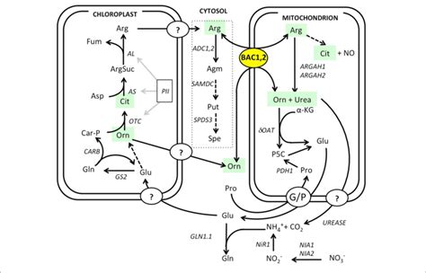 Overview Of Arginine Mitochondrial Transport And Metabolism Arginine