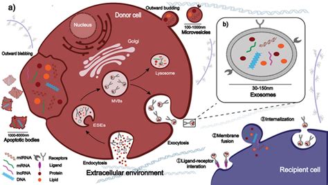 a) The biogenesis of extracellular vesicles (EVs) and the interactions ... 