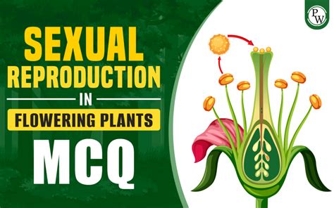 Sexual Reproduction In Flowering Plants MCQ For NEET Biology