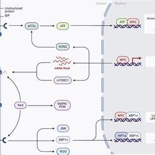 A positive regulation of growth and anabolic processes such as lipid ...