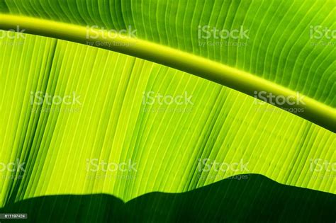 Close Up Of Banana Leaf Showing Parallel Lines Stock Photo Download