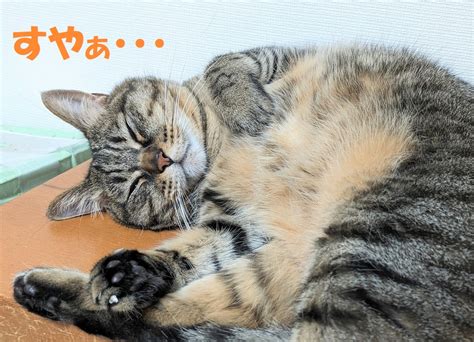 世界猫の日！ ハープ猫♡小太郎の ゆるふわ日記