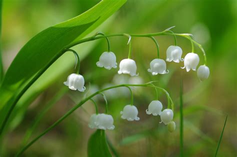 Download Nature White Flower Close Up Flower Lily Of The Valley Hd