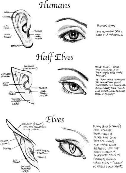 Types Of Ears And Eyes Humans Half Elves Elves Text How To Draw