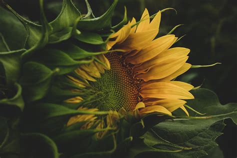 20,000+ Free Sunflower Seeds & Sunflower Images - Pixabay