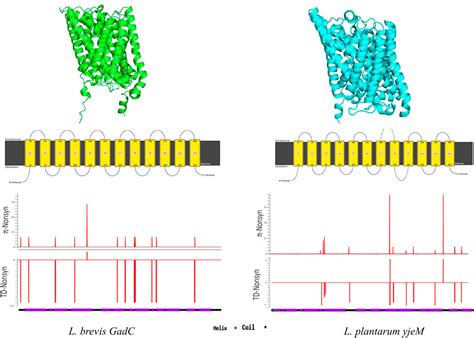 Frontiers Molecular Evolution And Population Genetics Of Glutamate