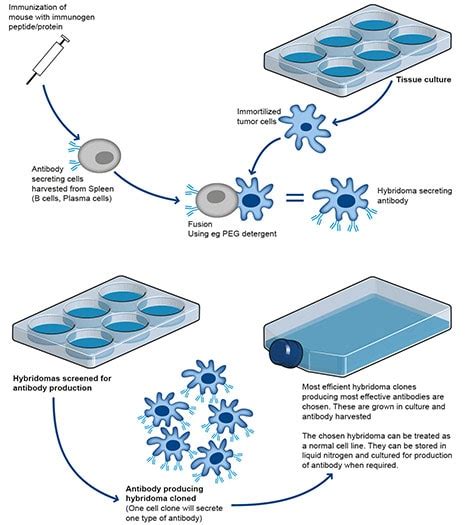 Antibody Production Abcam