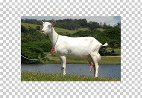 Saanen Goat Alpine Goat Toggenburg Goat Boer Goat Barbari Goat PNG, Clipart, Ahuntz, Alpine Goat ...