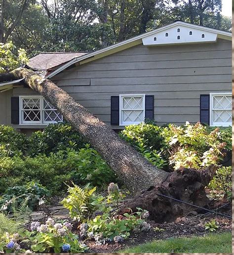 Emergency Tree Services In Utah Rivendell Tree Experts