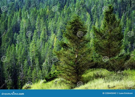 Lush Green Pine Forest In Wilderness Mountains Growth Stock Photo