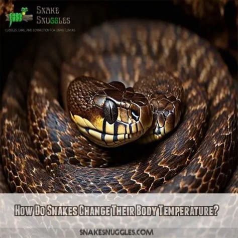 When Do Snakes Go Into Hibernation Understanding Snake Brumation Timing