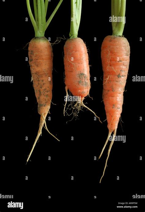 Carrot Root System