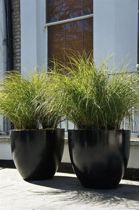 40 Best Ornamental Grasses for Containers | Large outdoor planters ...