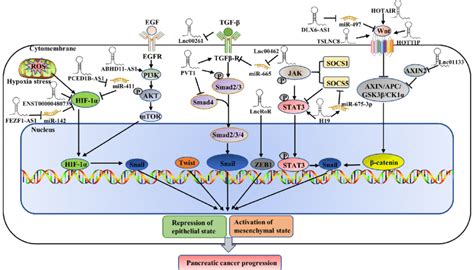 The Progression Of Epithelial Mesenchymal Transition Is Regulated By