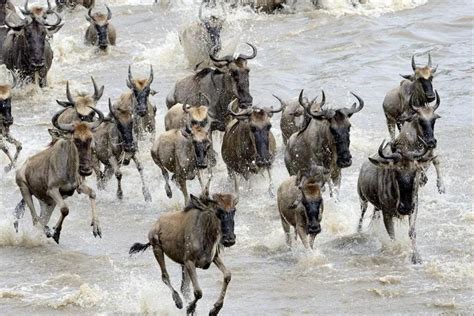 10 Days Serengeti Wildebeest Migration Safari | Meet Africa