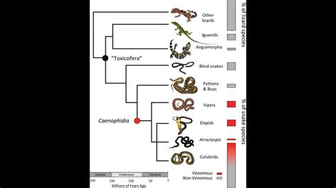 Ancestral Taxon State Project Snakes And Lizards Youtube