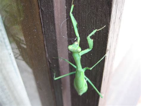 Grasshopper/Praying Mantis Free Stock Photo - Public Domain Pictures