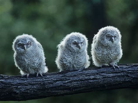 Baby Owls: All You Need To Know (with Pictures) | Birdfact