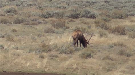 Huge Wyoming Bull Elk 2017 Youtube