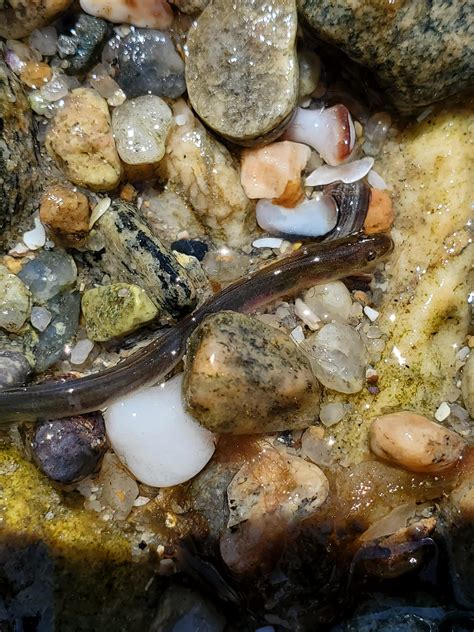 Baby eel at the beach. : r/mildlyinteresting