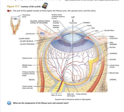 Bio 235 Chapter 17 The Special Senses Flashcards Quizlet