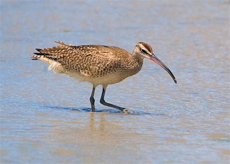 Barbados Caribbean Birding Trail