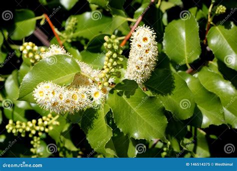 Hollyleaf Cherry Eevergreen Cherry Prunus Ilicifolia Stock Image Image Of Prunus Leaves