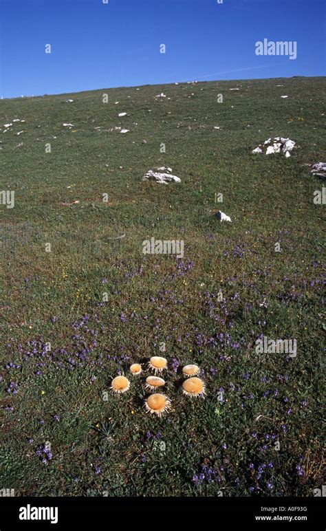 Des grappes de cardabelles ou chardons carline géant croissant sur le