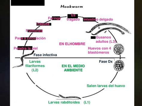 Uncinarias Parasitologia