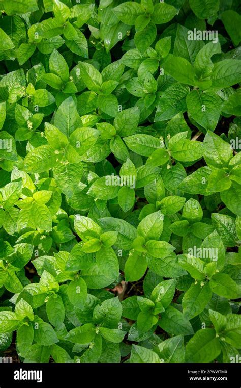 Dogs Mercury Mercurialis Perennis Growing In Wood Mass Of Woodland