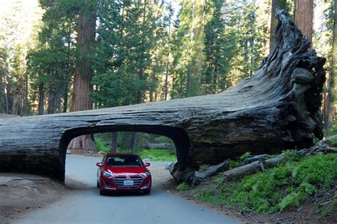 Sequoia Drive Through Tree Sequoia National Park Another P Flickr