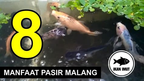 8 Manfaat Pasir Malang Untuk Aquarium Ikan Imut Youtube