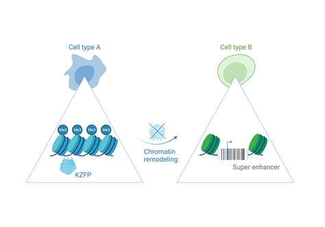 Satellite Dna Arrays Barcode Chromosomes To Regulate Genes