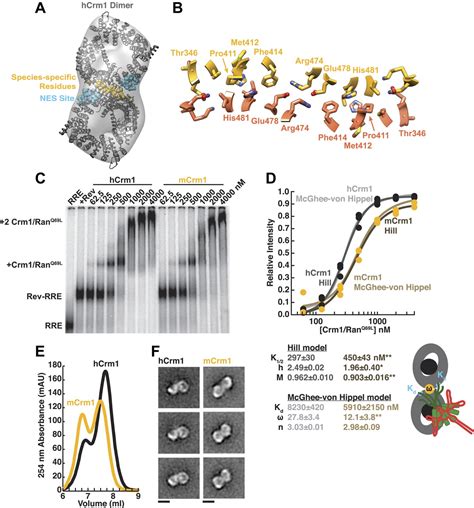 The Export Receptor Crm1 Forms A Dimer To Promote Nuclear Export Of Hiv